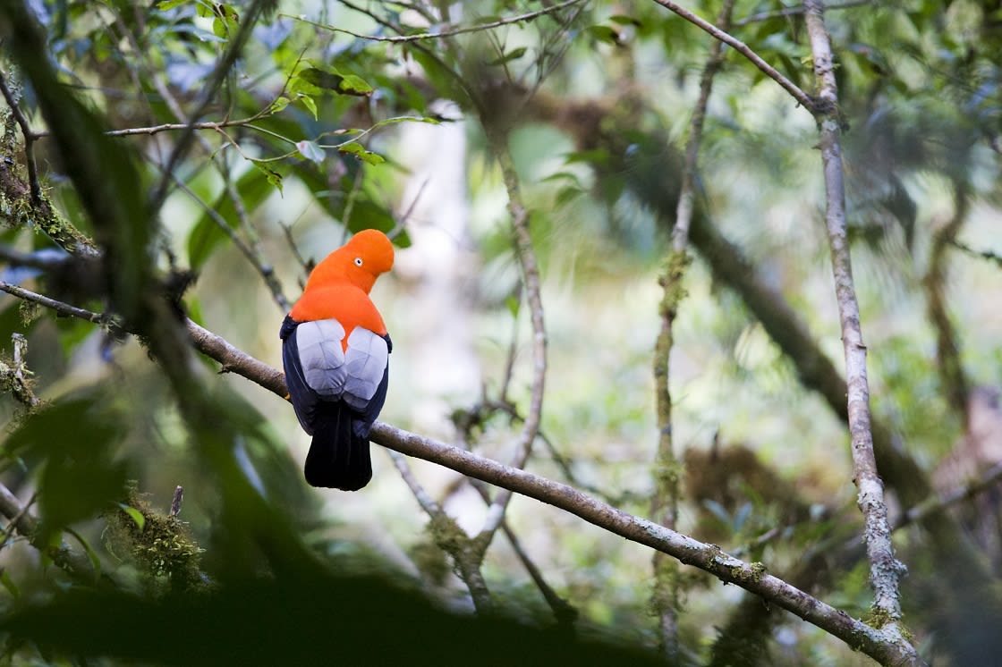 Cock Of The Rocks