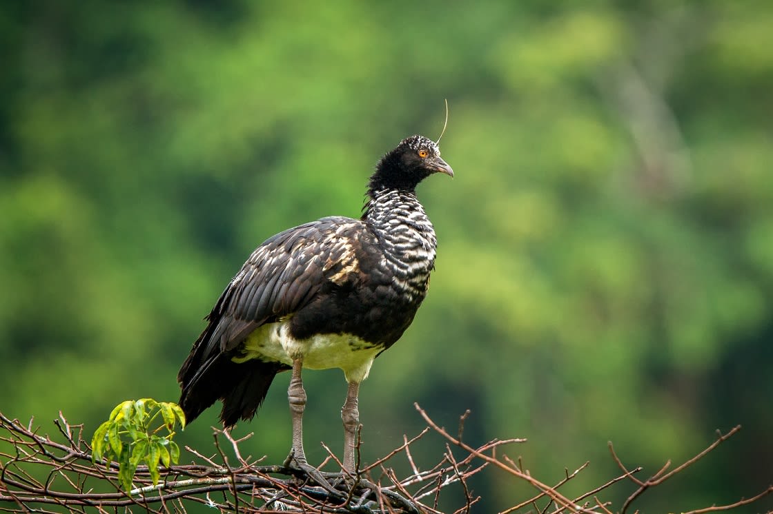 Amazon Bird In Manu National In Peru