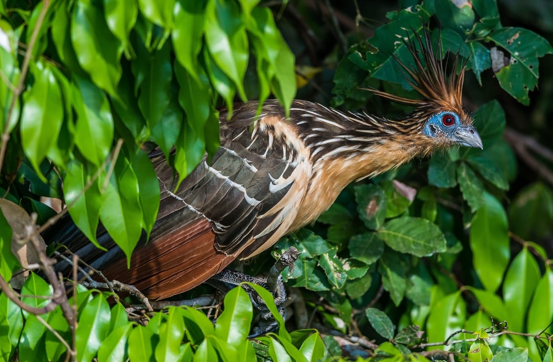 Shansho Bird Between Branches Peruvian Amazon Jungle Madre De Dios Peru