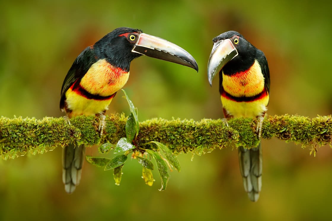 Two Small Toucan Collared Aracari Birds