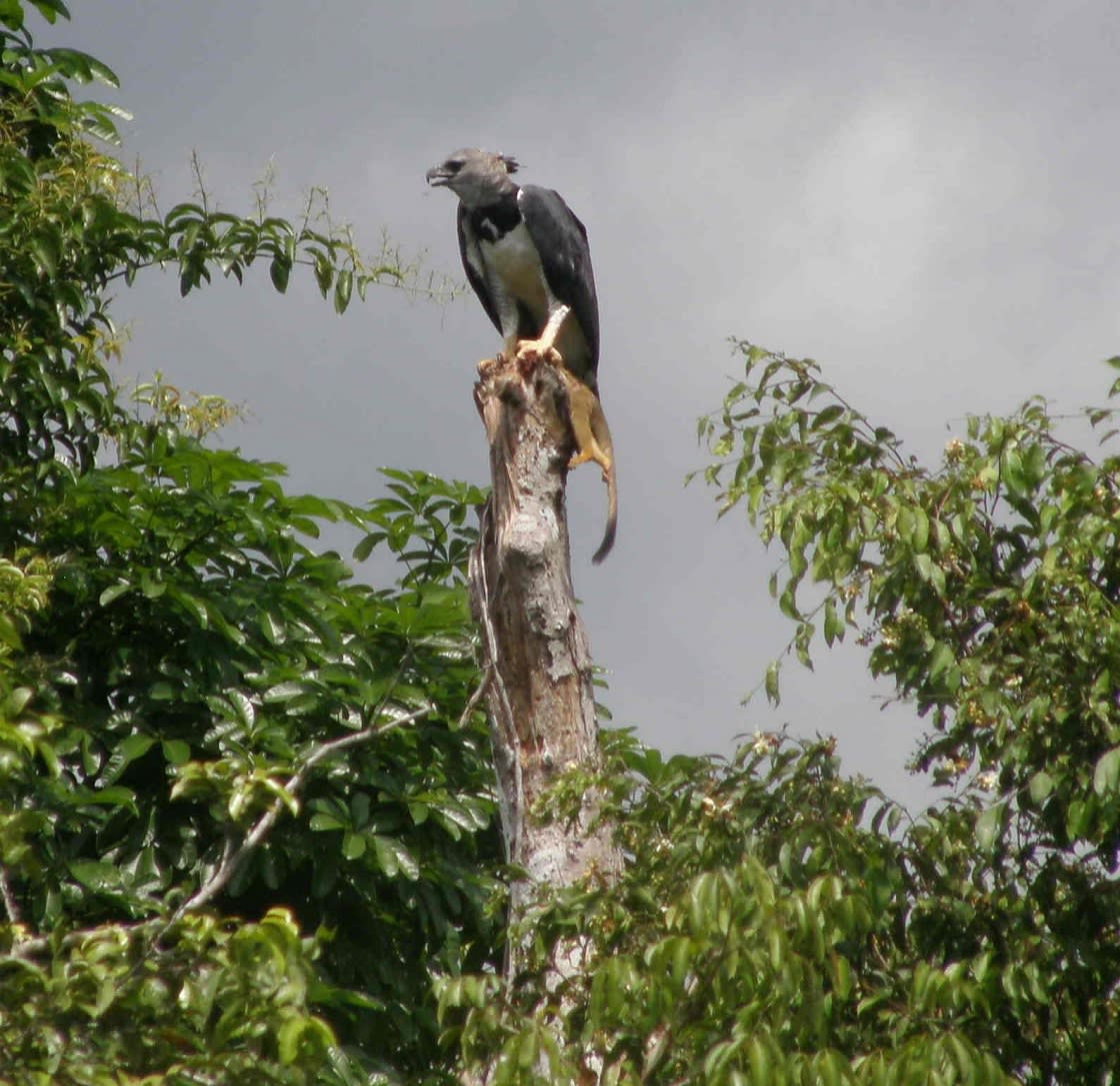 Harpy Eagle And Monkey