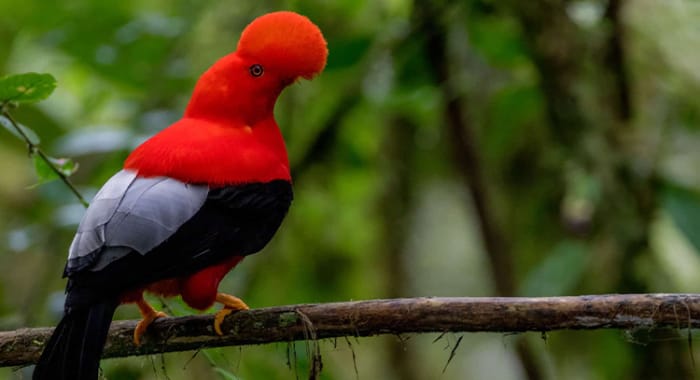 cock-of-the-rock perched