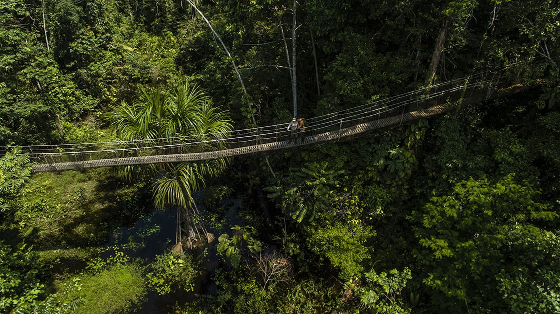 Canopy