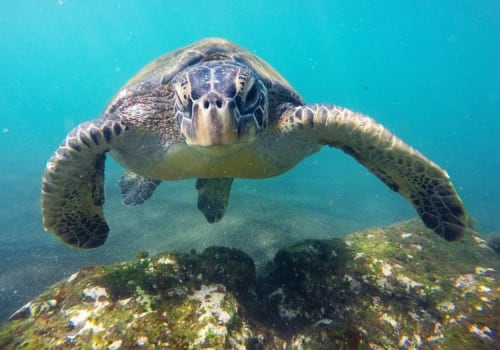 Sea Turtle Swimming