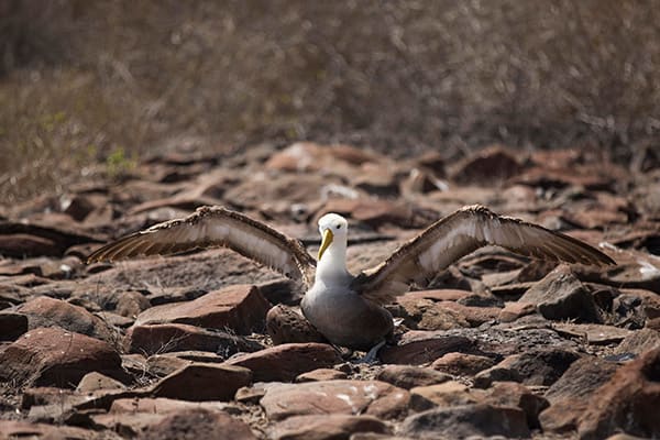 Infinity’s 5-Day Itinerary Day Four - Albatross Sighting.