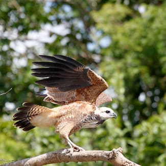 Hawk taking off