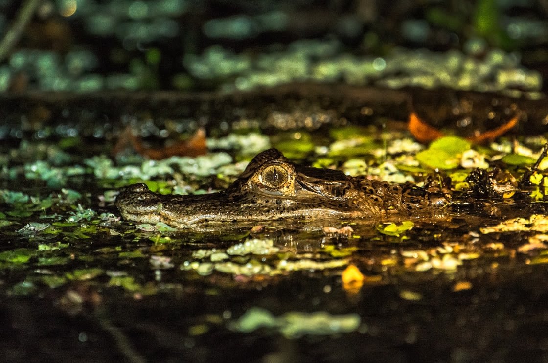 Spectacled Caiman In The Pacaya Samiria Reserve, Peru