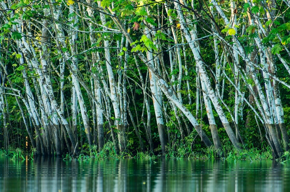 Water Marks On The Trees Tell Us About The Previous Water Levels In The River