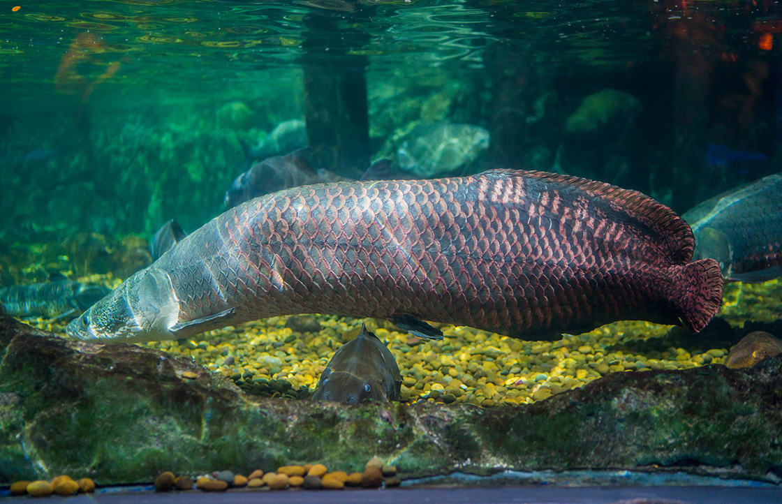 Big Arapaima Fish On The Water 