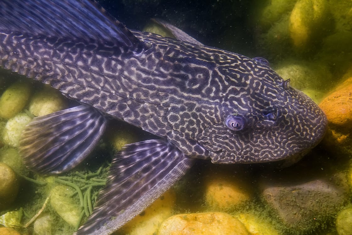 Amazon Sailfin Catfish Is A Freshwater Tropical Fish
