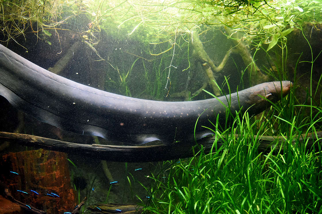 Electric Eel 