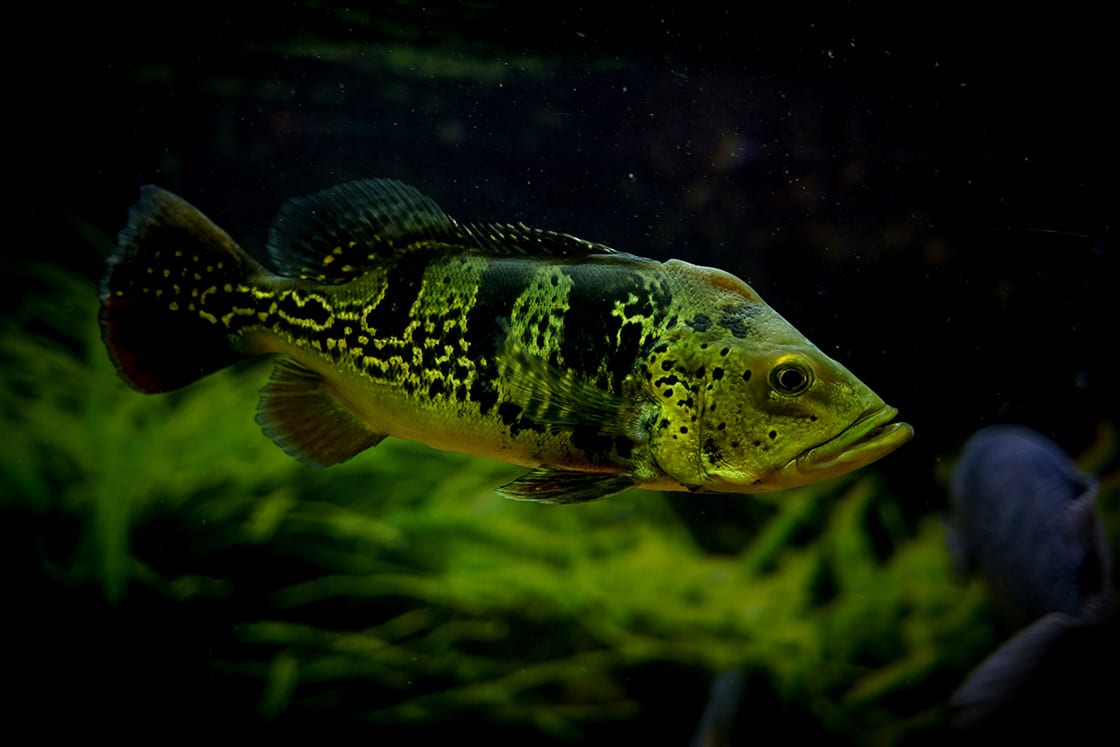 Cichla Monoculos In Aquarium Fish
