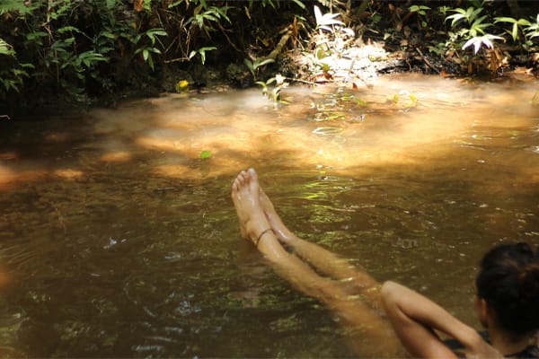 Amazon Dolphin - Amazonian Waters