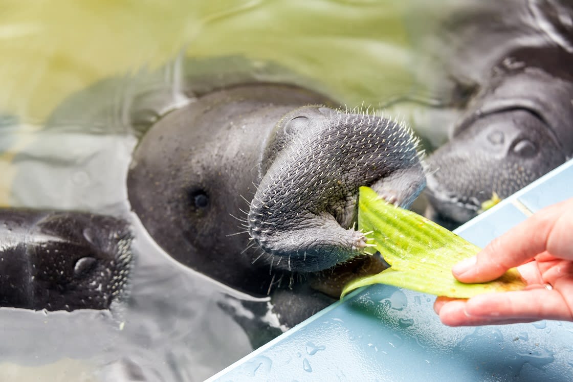 Three Manatees Being Fed By Hand In Iquitos Peru