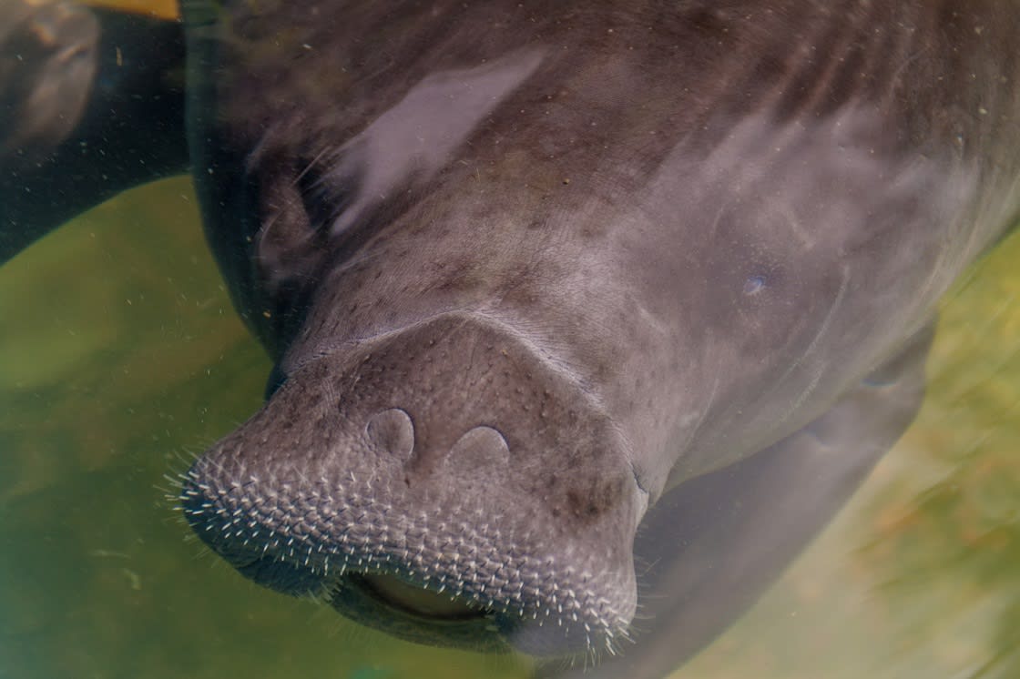 Amazonian Manatee (trichechus Inunguis) In Amazon Manatee Rescue Center Near
