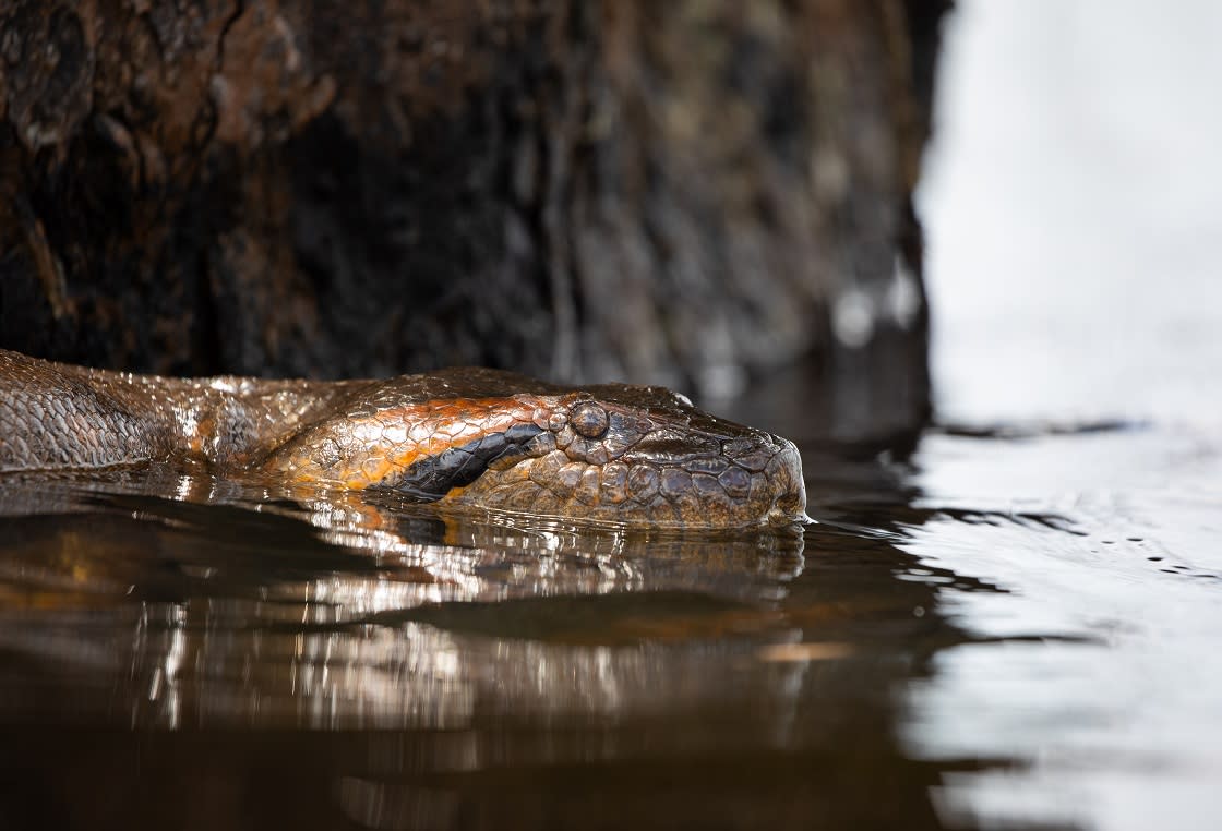 Anaconda In the River
