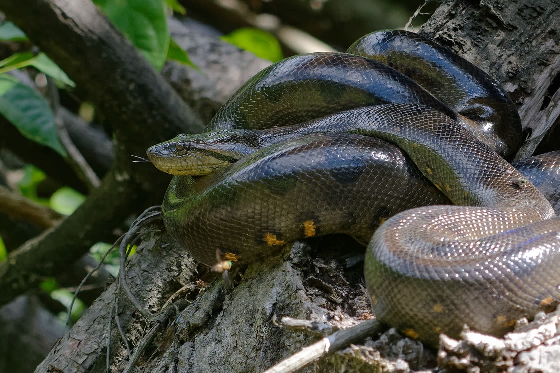 Green Anaconda (Eunectes murinus) Cuyabeno Wildlife Reserve