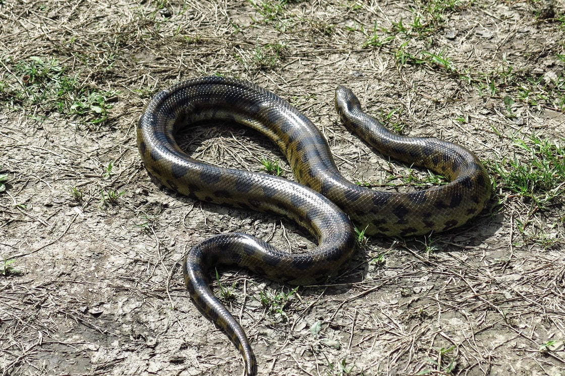 Bolivian Anaconda (Eunectes beniensis)