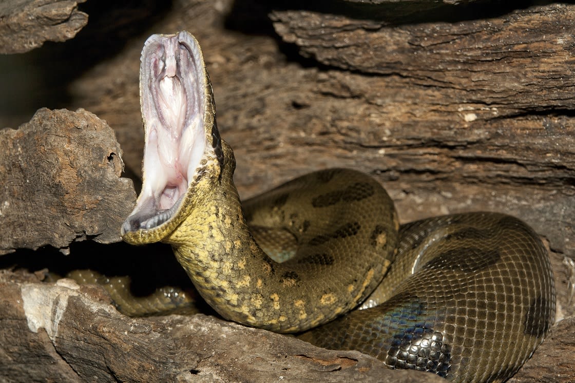 Anaconda with the big mouth open