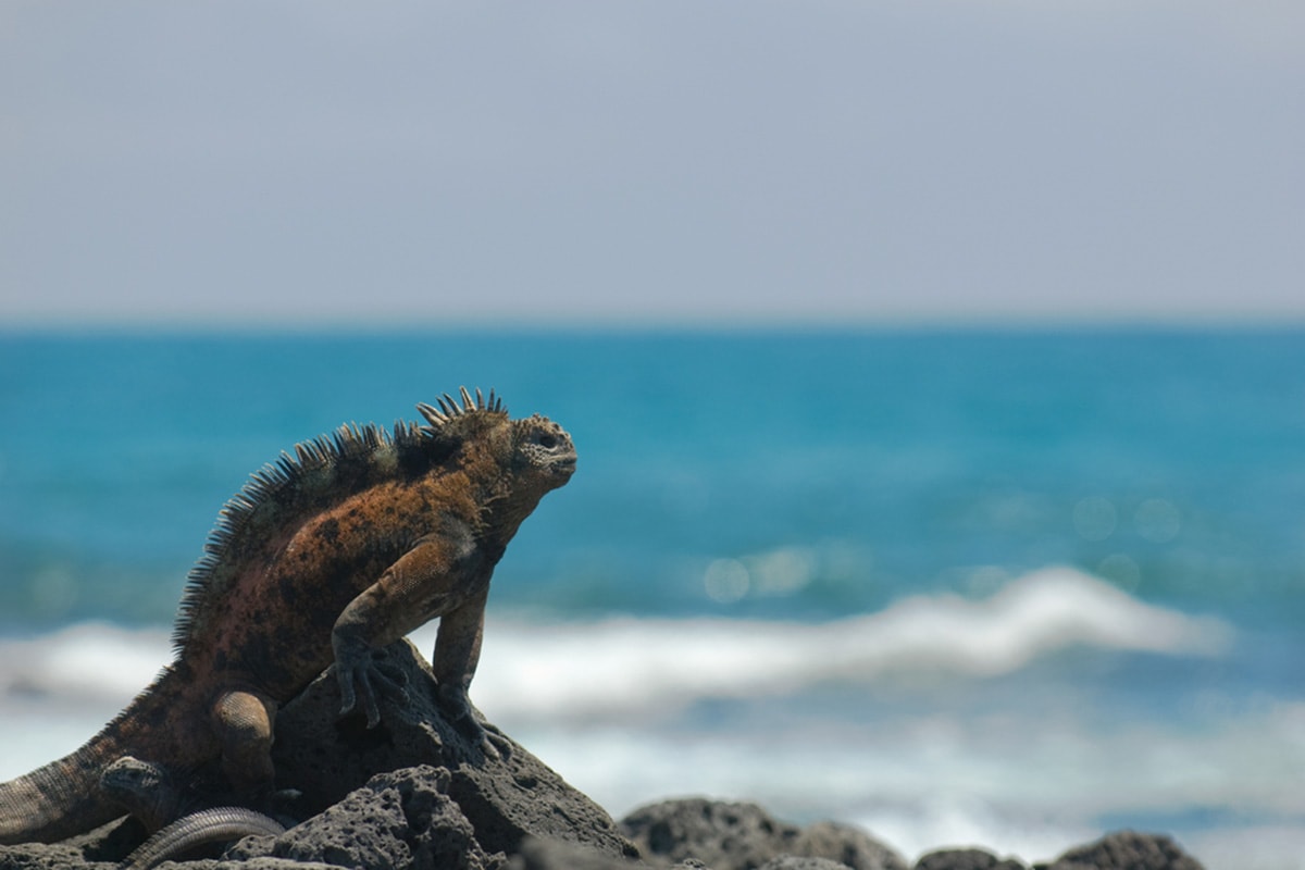 Aqua Mare - West & East Galapagos
