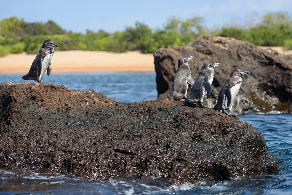 Aqua Mare - West & East Galapagos