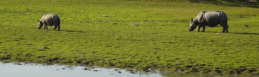 Rhinos in Assam