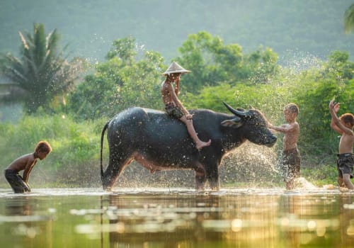 Khmer boys playing in water with water buffalo