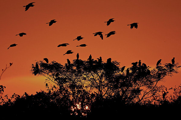 Iracema's 4-Day Charter Cruise Day Two - Bird Life.