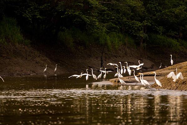 Agua Marina’s 4-Day Bird Watching Itinerary Day Three - Bird Gathering.
