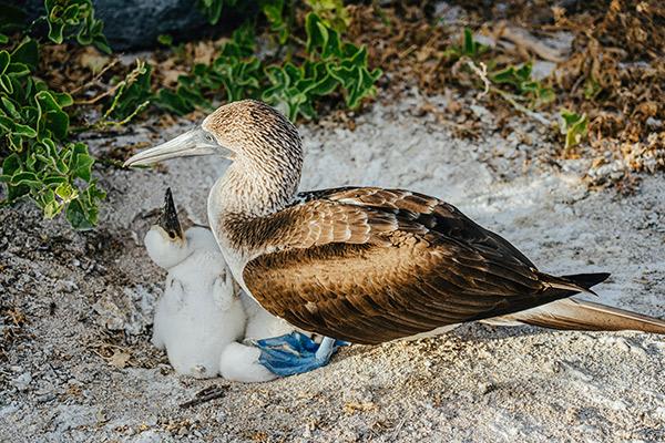 Galapagos Legend’s 8-Day 'C+D' Itinerary Day Two - Blue-Footed Booby Babies.