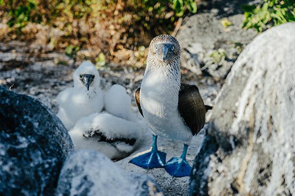 Galapagos Sea Star’s 15-Day B+C+A Itinerary Day Fourteen - Blue-Footed Booby with Babies.