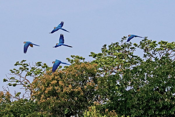 Amazon Eco Boat's 4-Day Discovery Cruise Day Two - Blue Macaw Sighting.