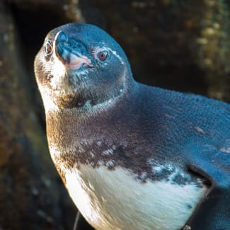 A penguin