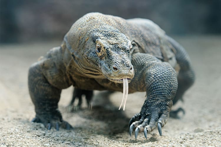 Celestia - Komodo National Park - Day 3