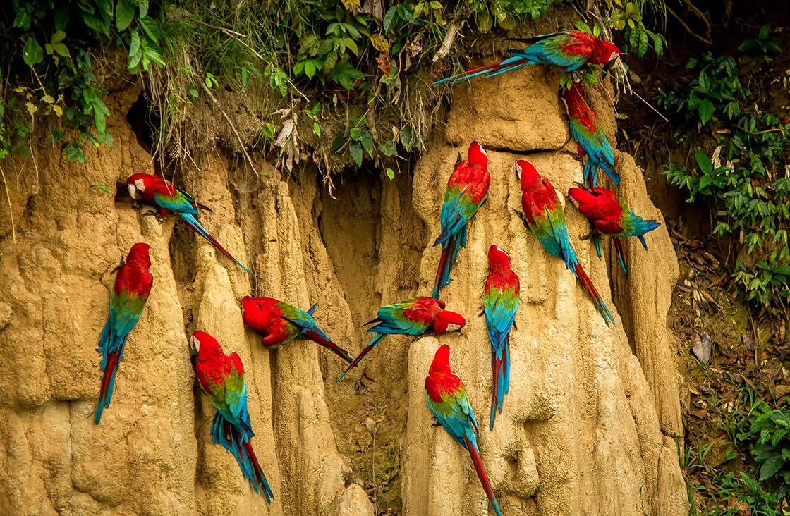 Red,Parrots,On,Clay,Lick,Eating,Minerals,,Red,And,Green