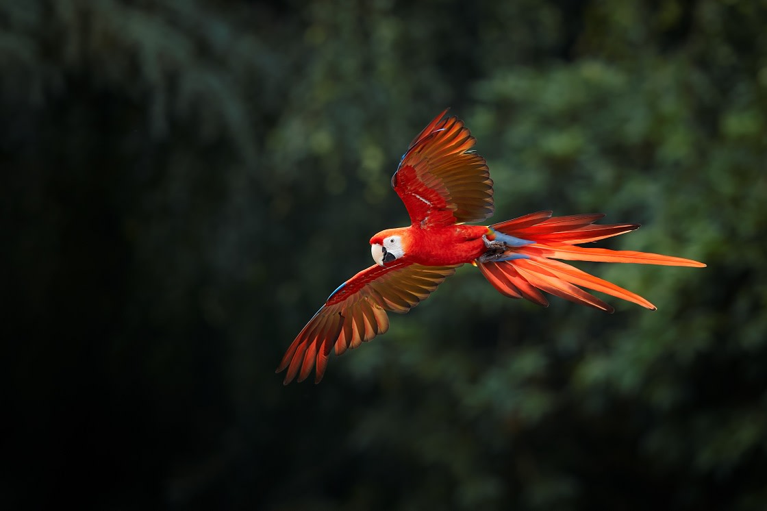 Ara Macao Scarlet Macaw Big Red Colored Amazonian Parrot In