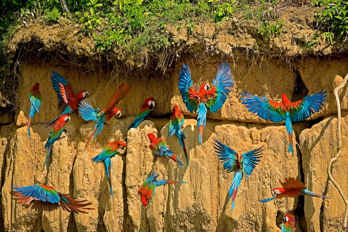 Red and green Macaw Ara Chloroptera Group Eating Clay Cliff At Manu, Peru