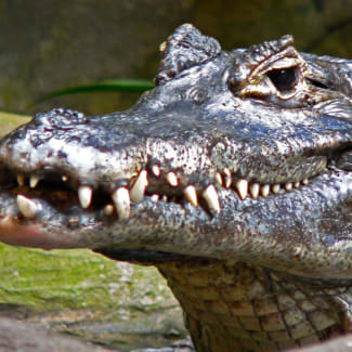 Caiman closeup