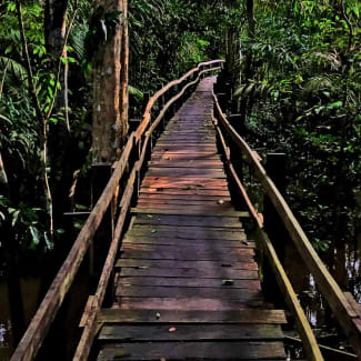 A walkway through canopies