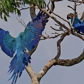 Blue macaws