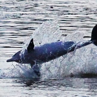 Dolphin jumping