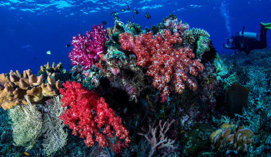 Coral and a diver