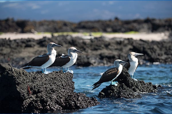 Blue Footed Boobies rockery