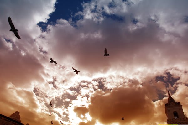 birds flying in the sky