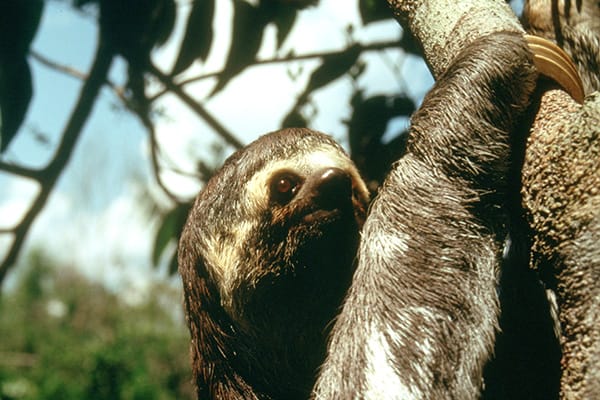 Sloth Climbing in tree