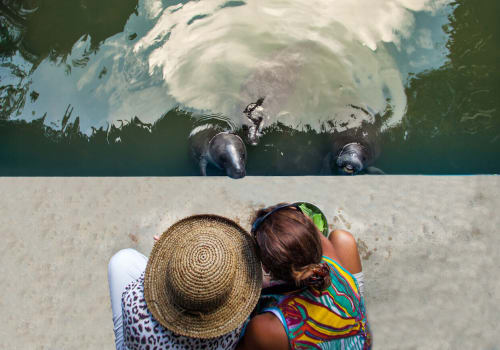 Amazon Manatee