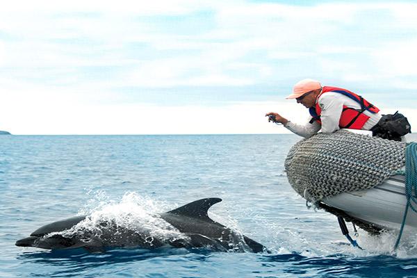Galapagos Sea Star’s 10-Day A+B Itinerary Day Six - Dolphin Sighting.