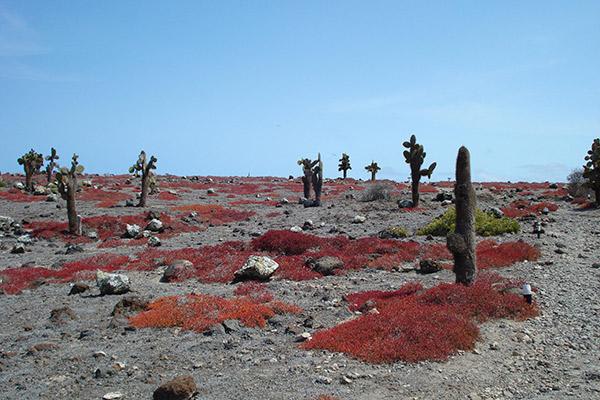 Galapagos Sea Star’s 15-Day A+B+C Itinerary Day Two - Espanola Island Landscape.