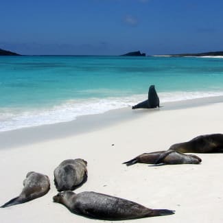Seals on the beach