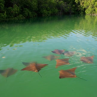 Manta rays in green water